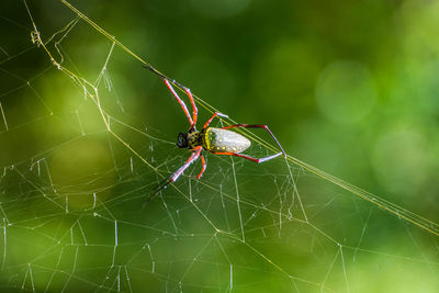 Close-up of spider on web