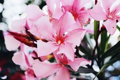 Close-up of pink flowers blooming on tree