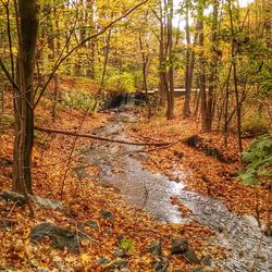 Stream passing through forest