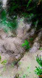 High angle view of plants growing in forest