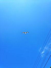 Low angle view of birds against clear blue sky