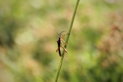 Close-up of insect on plant