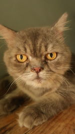 Close-up portrait of a cat