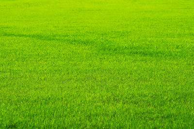 Full frame shot of green field