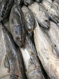 Close-up of fish for sale in market
