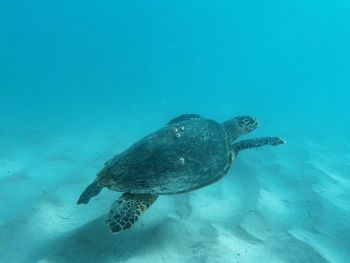 Turtle swimming in sea