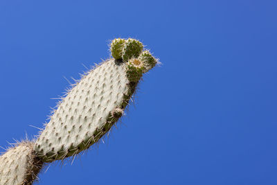 Close-up of cactus plant against clear blue sky