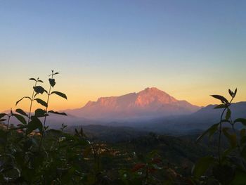 Plants growing on land against sky during sunset