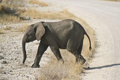 Side view of elephant  calf walking on sand passing the road