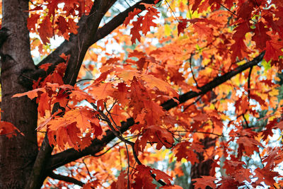 Beautiful trees that turn red in autumn. red oak quercus rubra tree with red leaves in park, forest