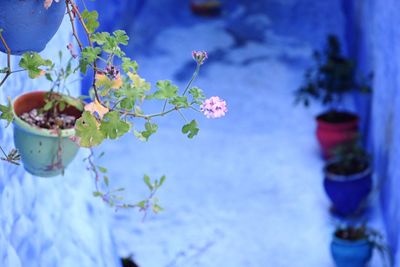 Close-up of blue potted plant