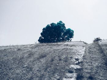 Trees against clear sky