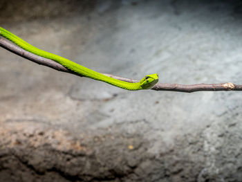 Ahaetulla prasina on branch