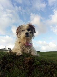 Portrait of dog on field