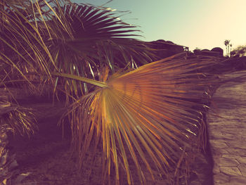 Close-up of palm leaf on land against sky