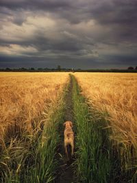 Dog walking on field against cloudy sky
