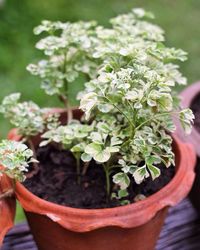 Close-up of potted plant