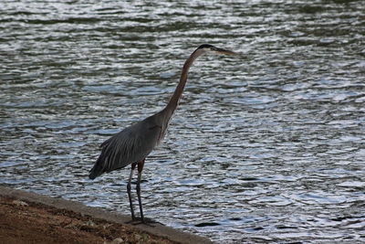 High angle view of gray heron on lake