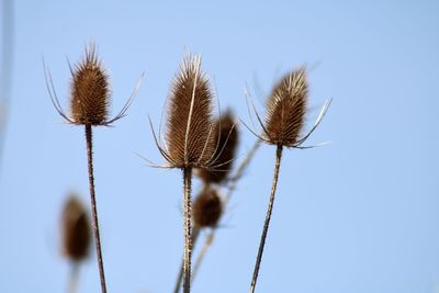 Close-up of wilted thistle against clear blue sky