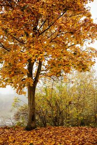 Autumn leaves on tree trunk