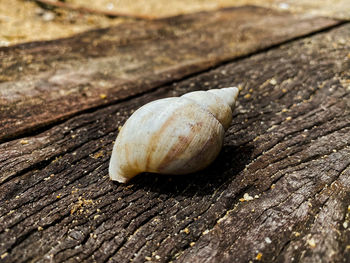 Close-up of shells on wood