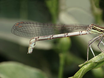 Close-up of damselfly on leaf