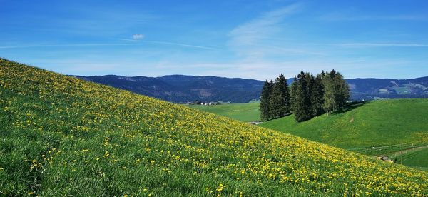 Scenic view of agricultural field against sky