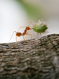 Close-up of ant on wood