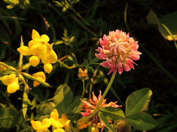 Close-up of yellow flower