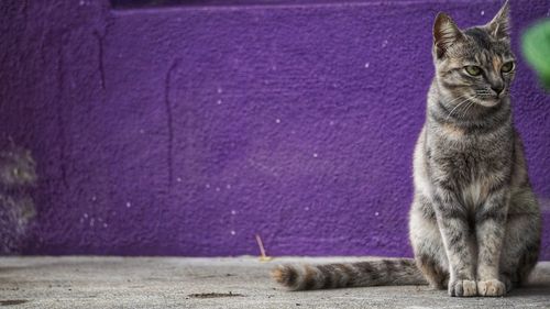 Cat sitting on purple wall
