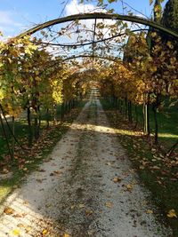 Footpath amidst trees in park