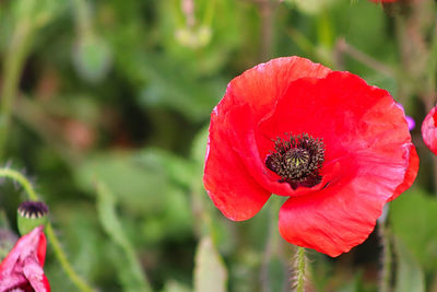 Close-up of red poppy flower