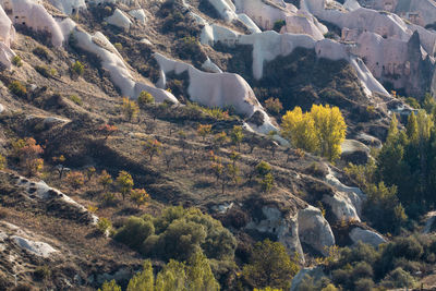 High angle view of trees on mountain