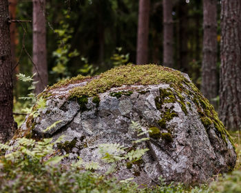 Close-up of mushroom growing on tree trunk