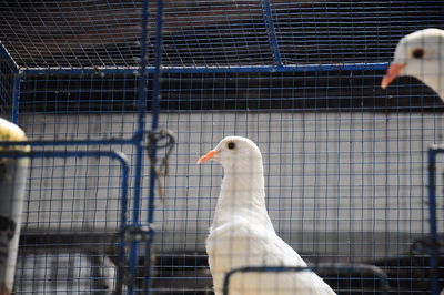 Close-up of bird in cage