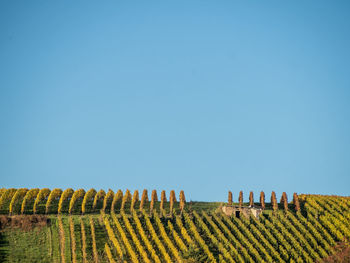 Scenic view of field against clear sky