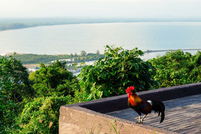 View of a bird by the sea