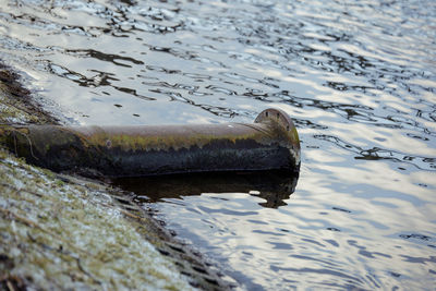 Close-up of turtle in water