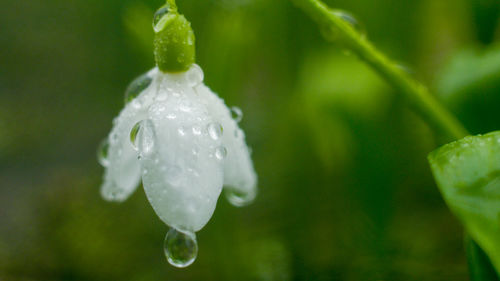 Close-up of wet white flower blooming outdoors