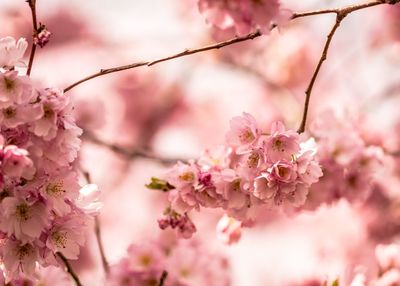 Close-up of pink cherry blossom
