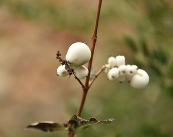 Close-up of white flower buds