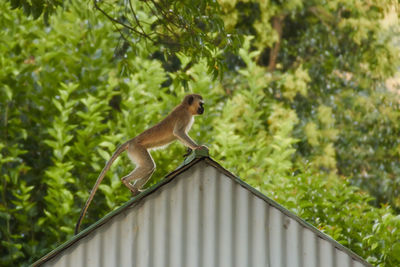 Monkey sitting on a roof