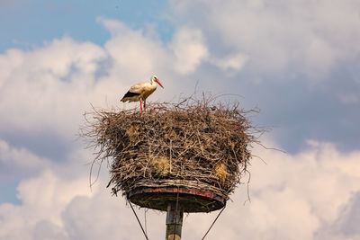 Low angle view of a large white stork in an eyrie or stork's nest on a mast in europe