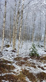 Snow covered land and trees in forest