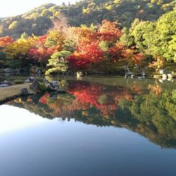 Reflection of trees in water