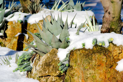 Close-up of snow on plants