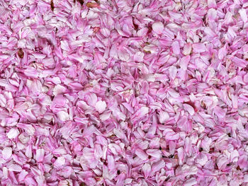 Full frame shot of pink flowers