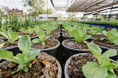 Potted plants in greenhouse