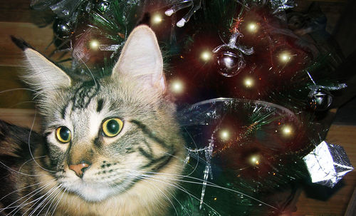 Portrait of cat