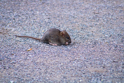 Close-up of rat on rock